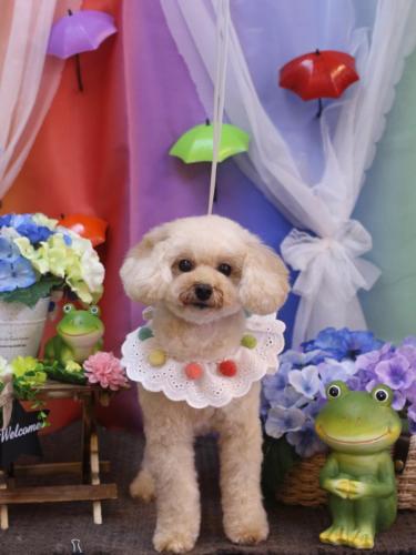 20230616リコちゃん